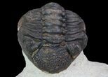 Pair Of Enrolled Morocops Trilobites - Foum Zguid, Morocco #68757-3